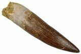 Fossil Plesiosaur (Zarafasaura) Tooth - Morocco #349833-1